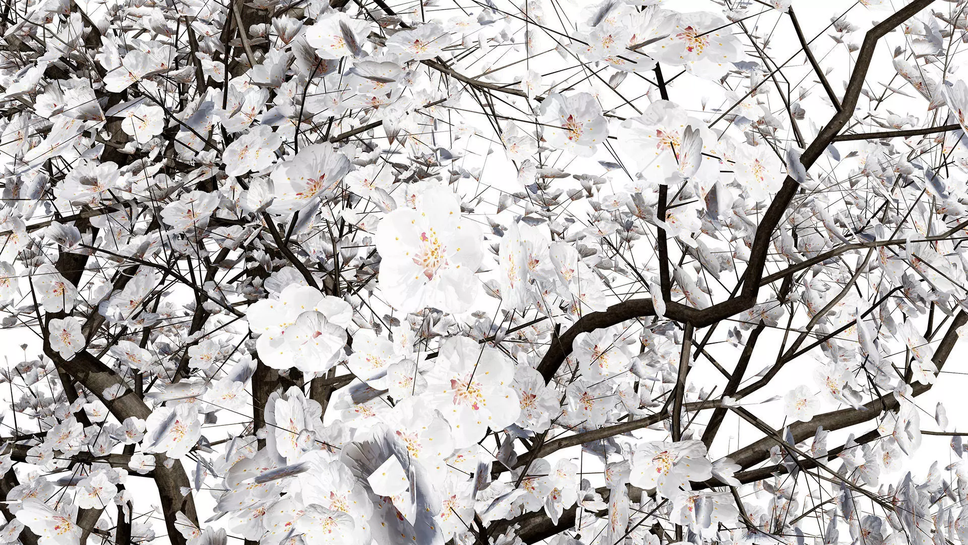 British Apricot Flavorcot Tree 3D Model Low-poly 3D model_8