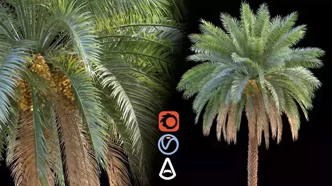 Hyper-Realistic Palm Tree Animation-150 Frame Loop-4K Textures 