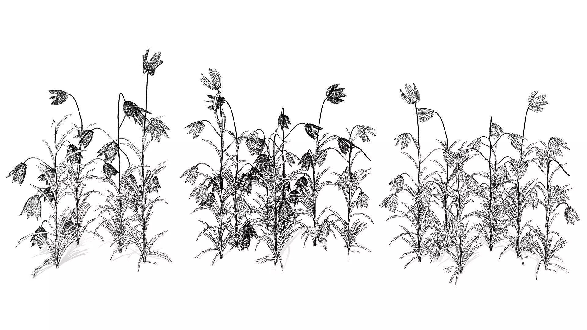 British Fritillary Flowers 3D Models Low-poly 3D model_9