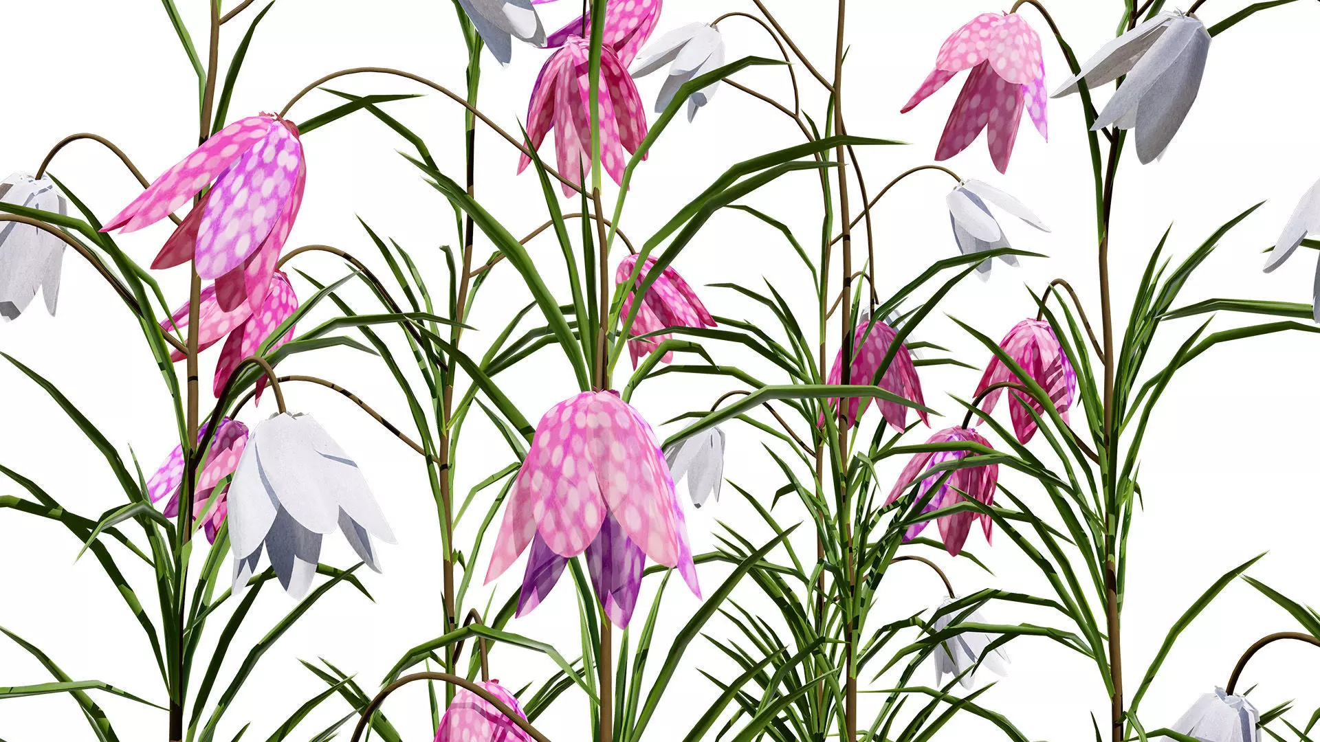 British Fritillary Flowers 3D Models Low-poly 3D model_4
