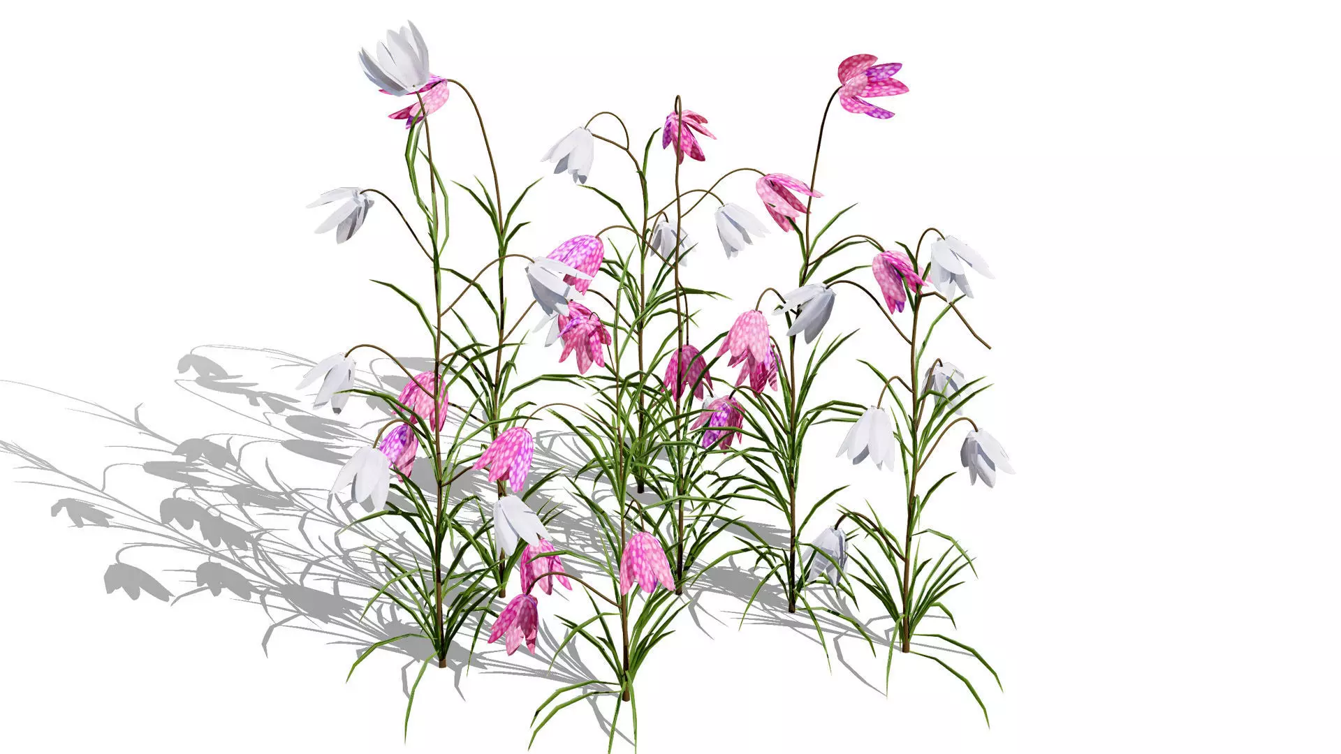 British Fritillary Flowers 3D Models Low-poly 3D model_3