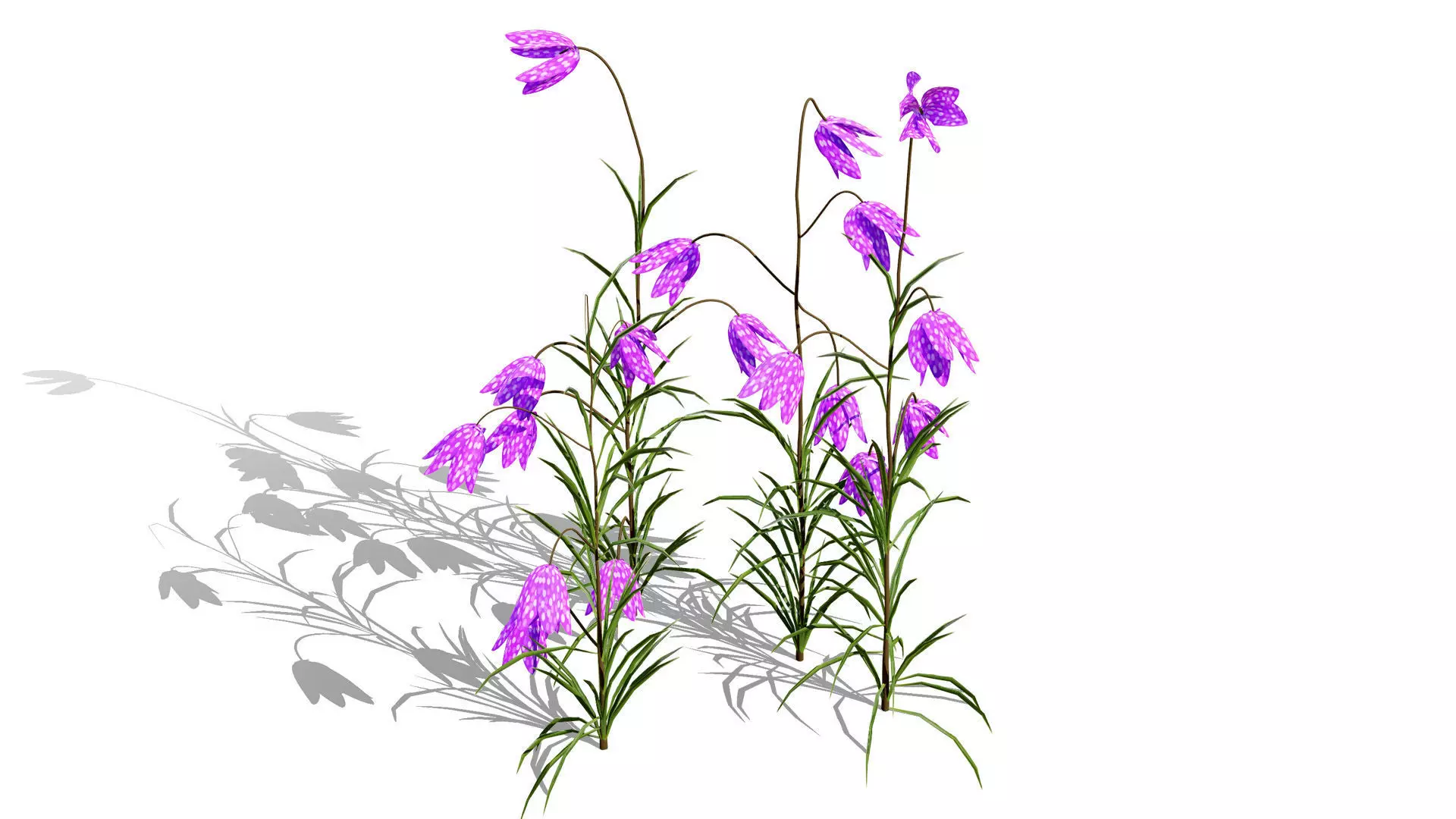 British Fritillary Flowers 3D Models Low-poly 3D model_2