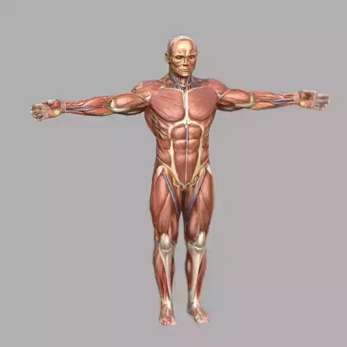 Male Muscular System Anatomy 3D Model 