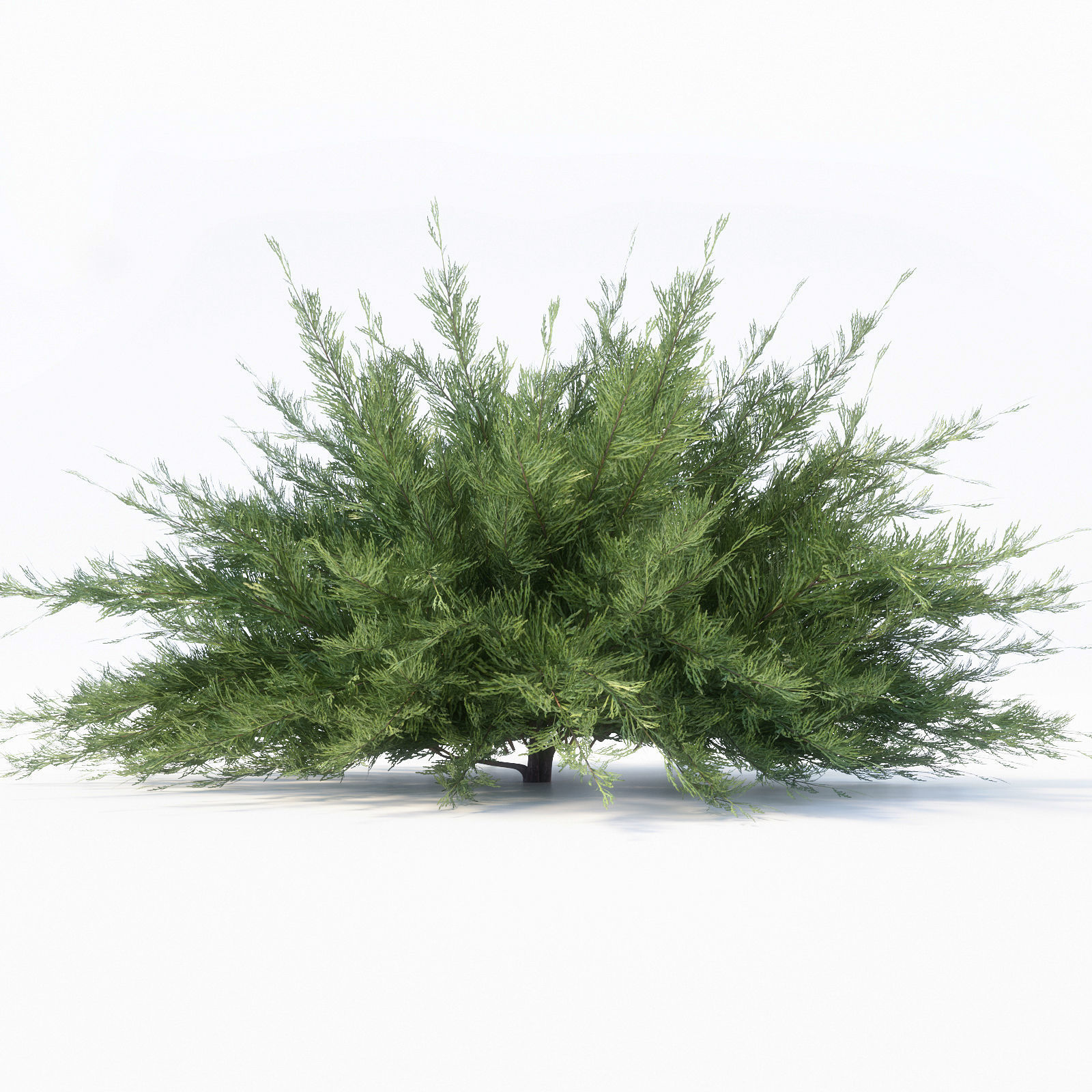 Savin Juniper 3D model_1