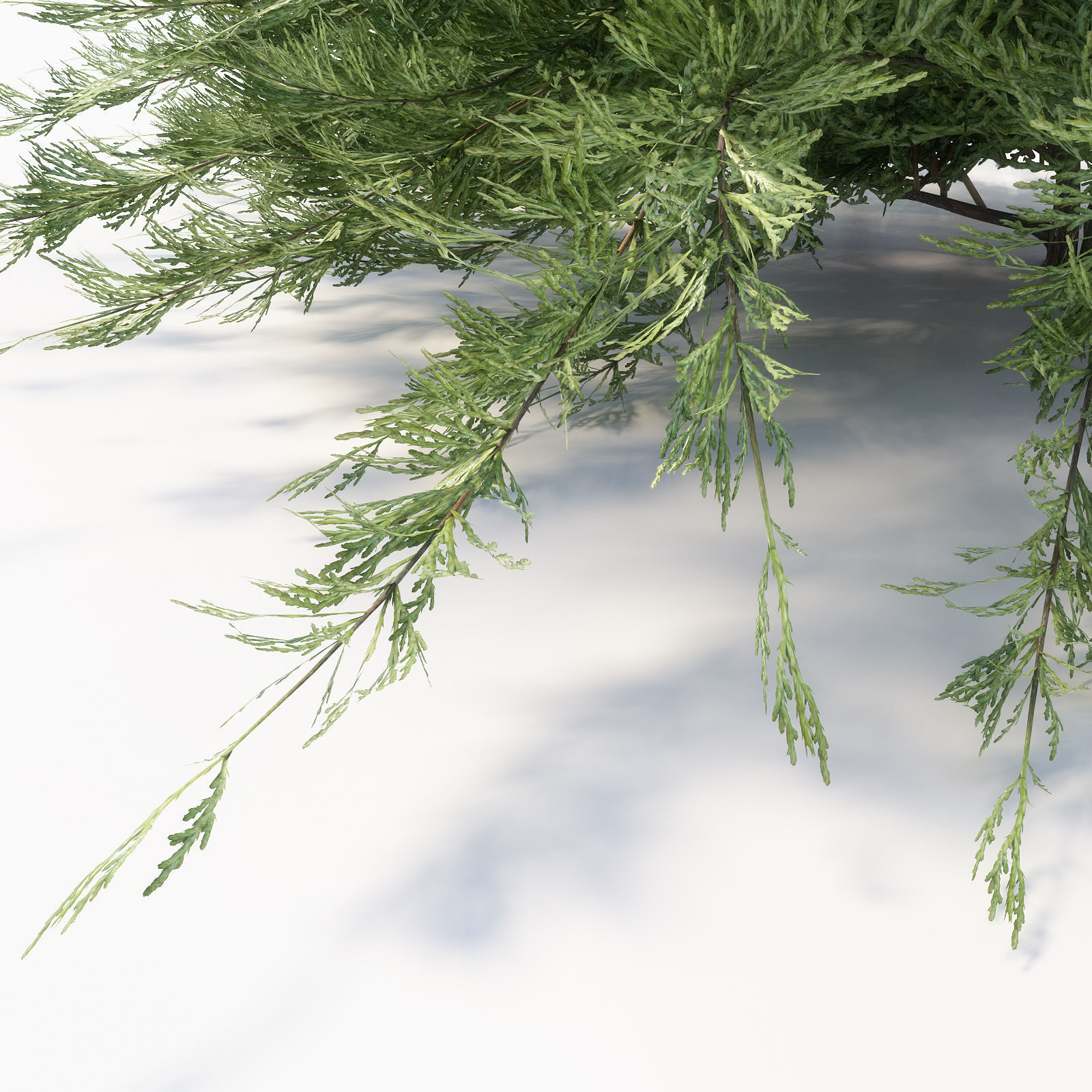 Savin Juniper 3D model_3