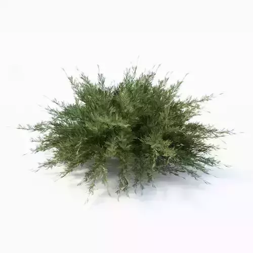 Savin Juniper 3D model