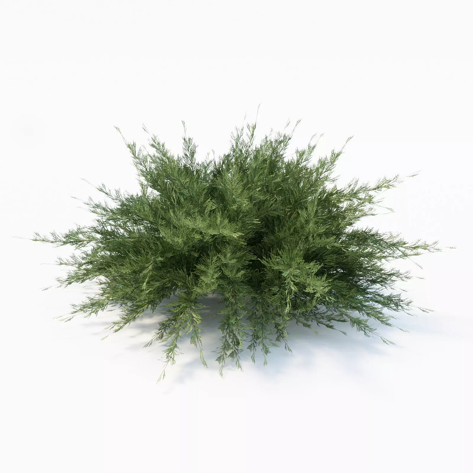 Savin Juniper 3D model_0