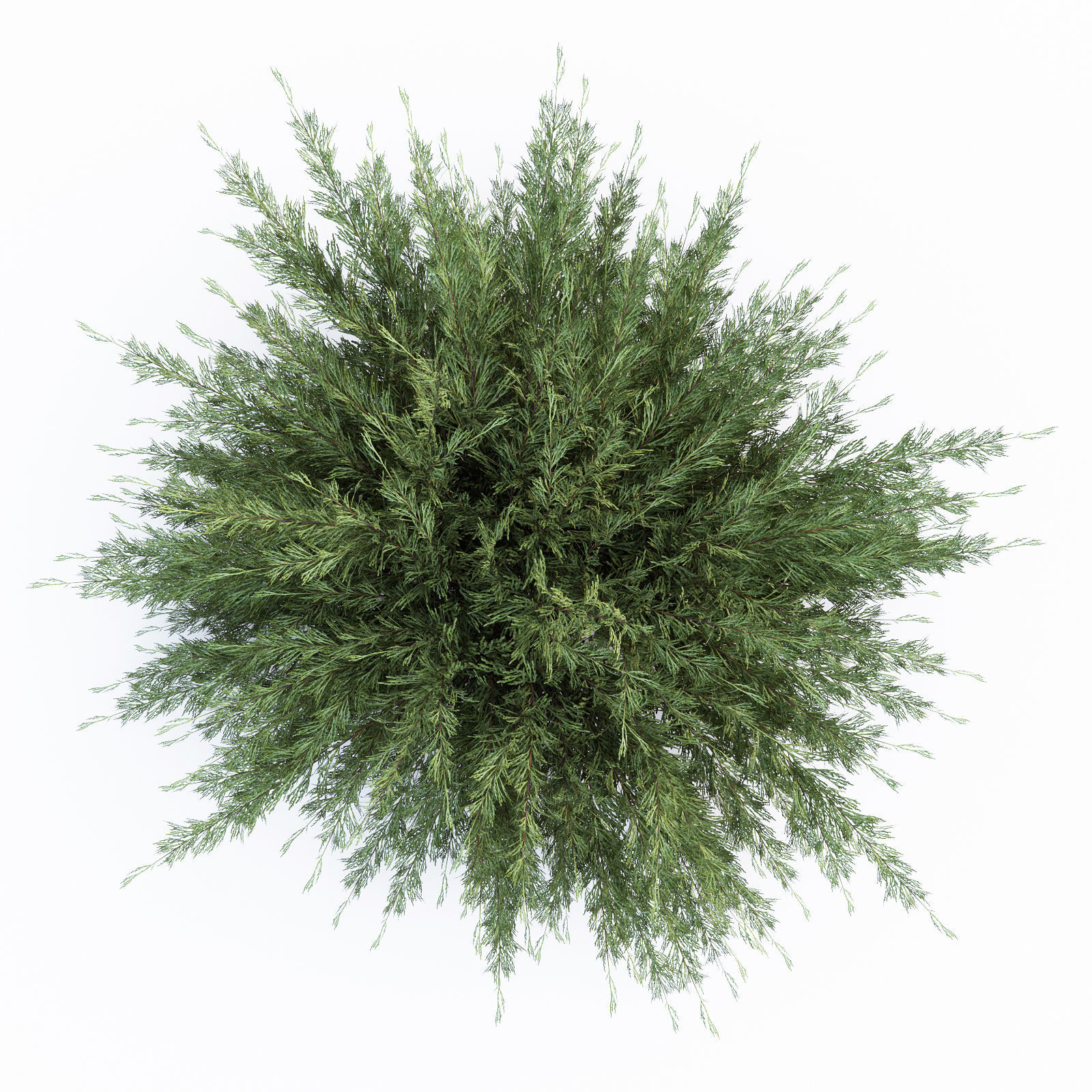 Savin Juniper 3D model_2
