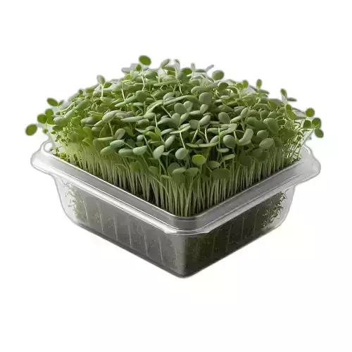 Fresh Microgreens in Tray 3D Model
