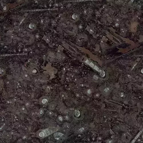 Fossil Stone Texture 