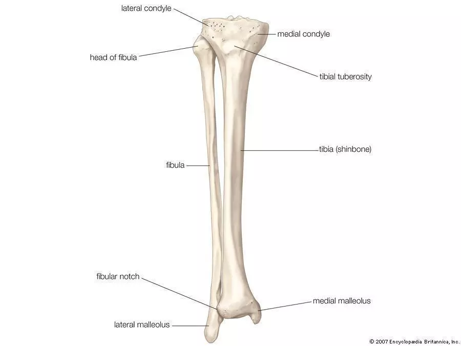Human fibula Free 3D model