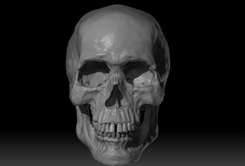 Human Skull 3D model