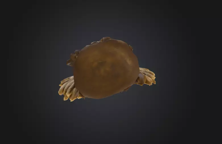 Chief Embrace Low-poly 3D model_15