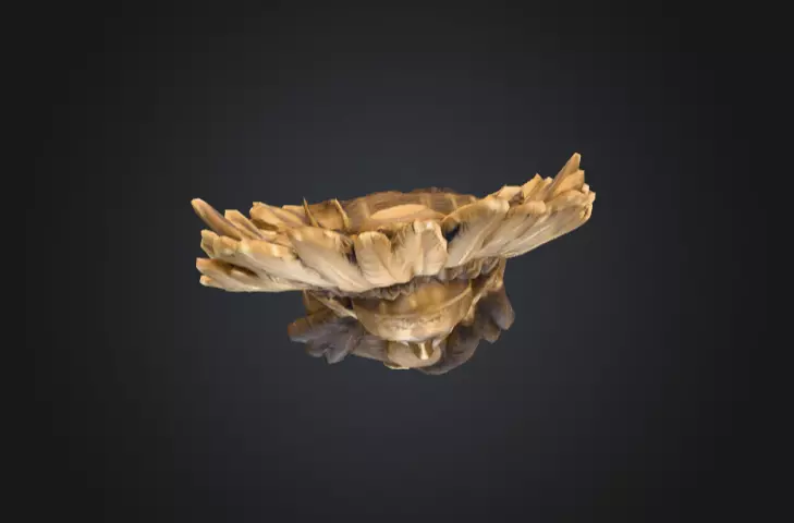 Chief Embrace Low-poly 3D model_16