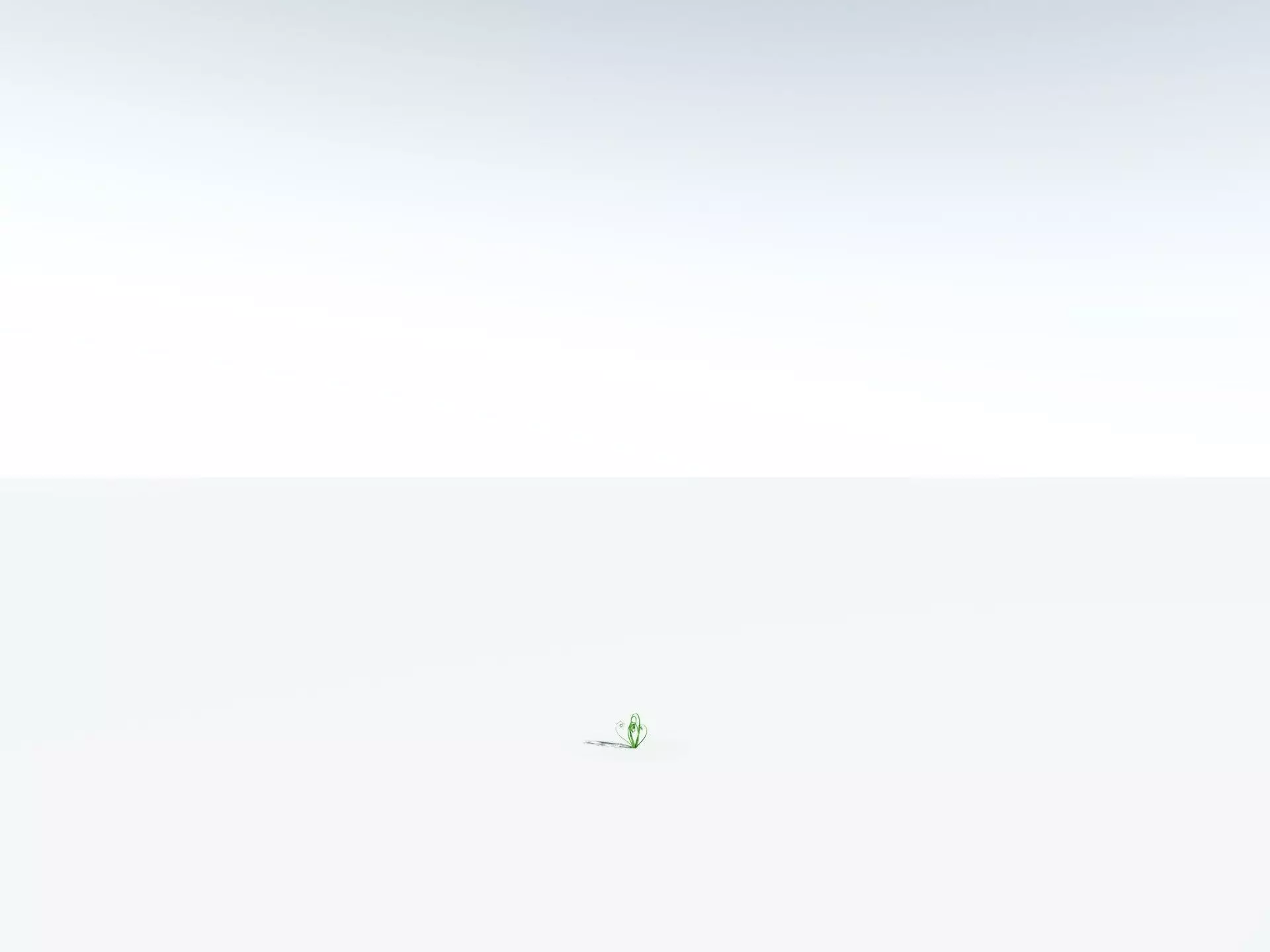 EVERYPlant Basket Fern 3D model_30