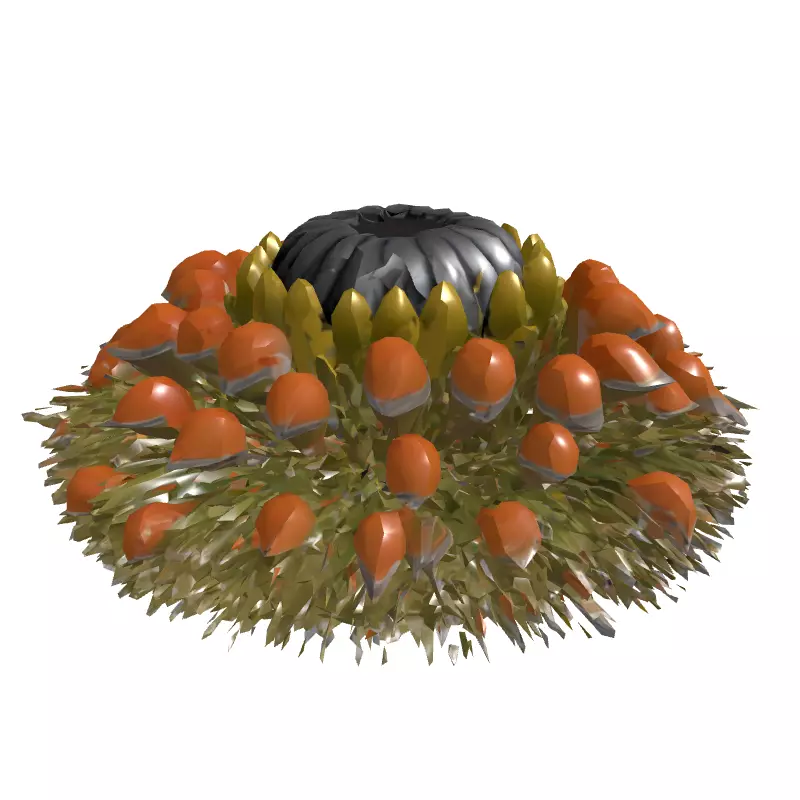 Banksia Exotic Flower Head 3D Model Low-poly 3D model_3