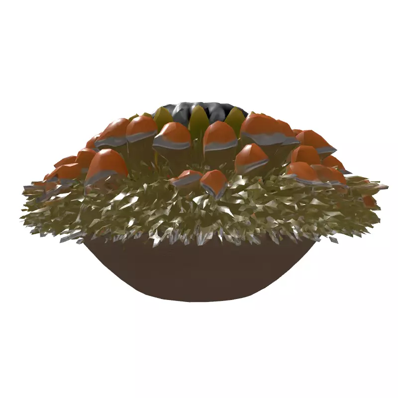 Banksia Exotic Flower Head 3D Model Low-poly 3D model_7