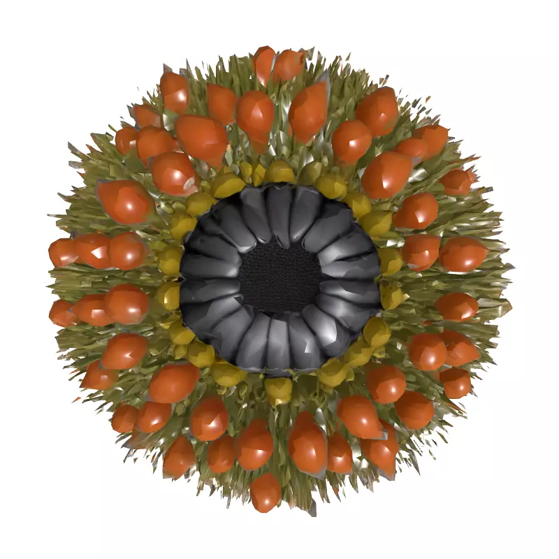 Banksia Exotic Flower Head 3D Model Low-poly 3D model_8