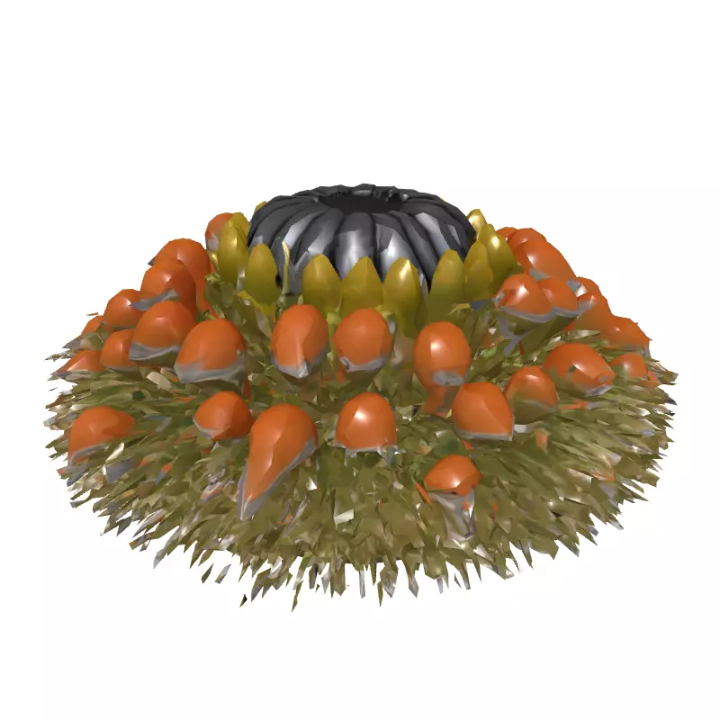 Banksia Exotic Flower Head 3D Model Low-poly 3D model_2