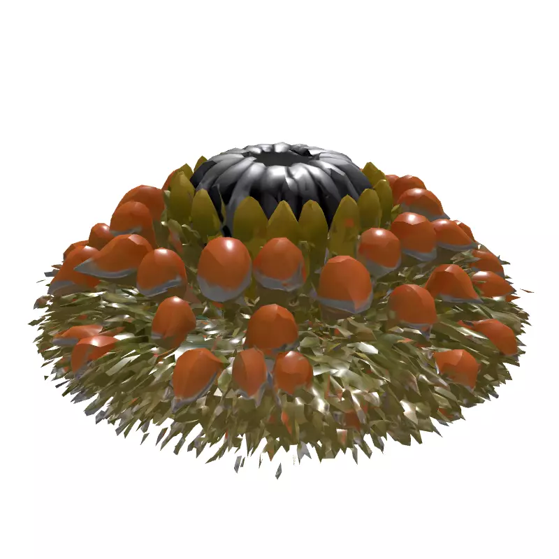 Banksia Exotic Flower Head 3D Model Low-poly 3D model_6