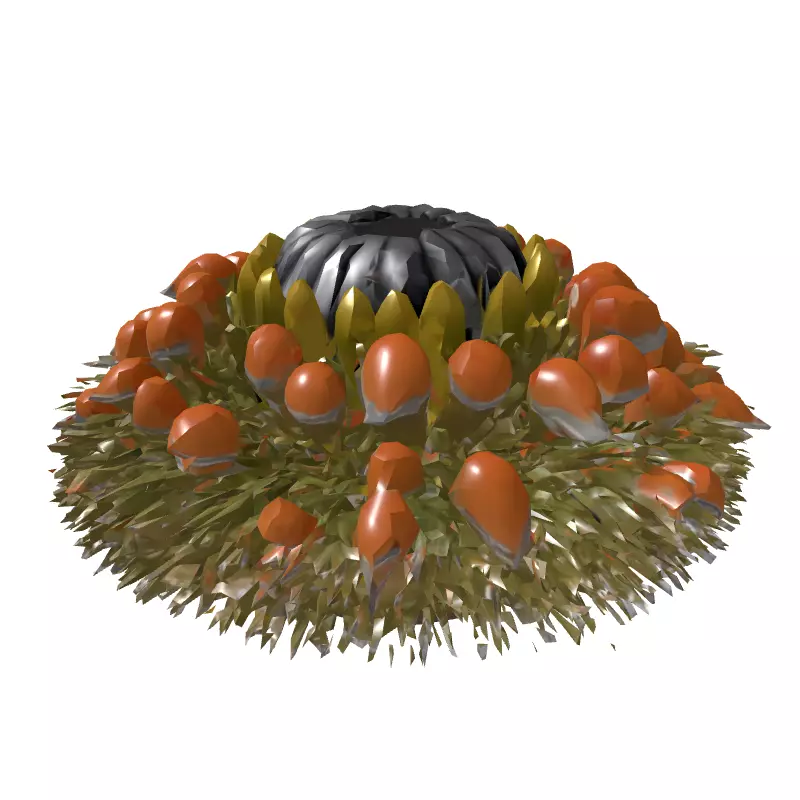Banksia Exotic Flower Head 3D Model Low-poly 3D model_5