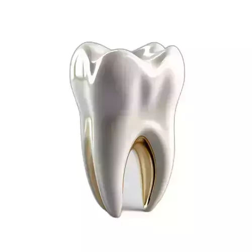 Realistic Human Molar Tooth Model