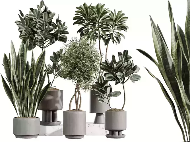 AV Indoor Plants Set 374 Ficus Euphorbia Olive Sansevieria
