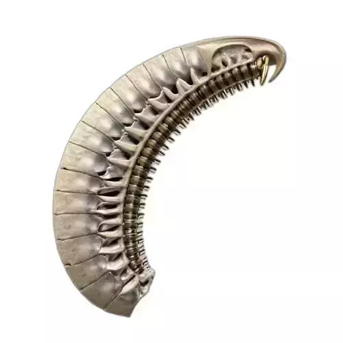 SciFi Biomechanical Segmented Alien Larva Low-poly 3D model SciFi Biomechanical Segmented Alien Larva Low-poly 3D model