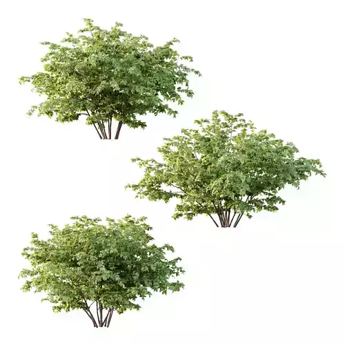 Philadelphia Bush 07