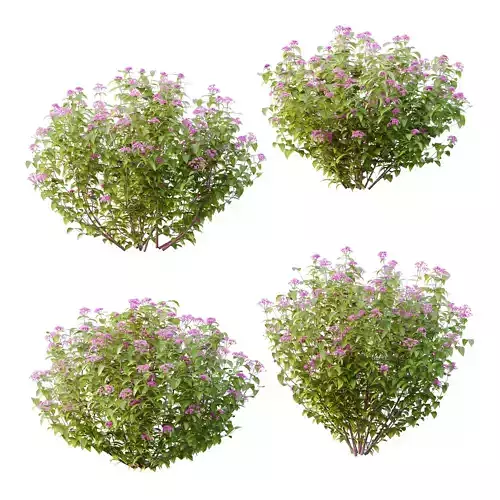 Spirea Japonica Bush 01