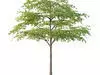 Excellent collection of Tree plants 11 Different Models 009 _11