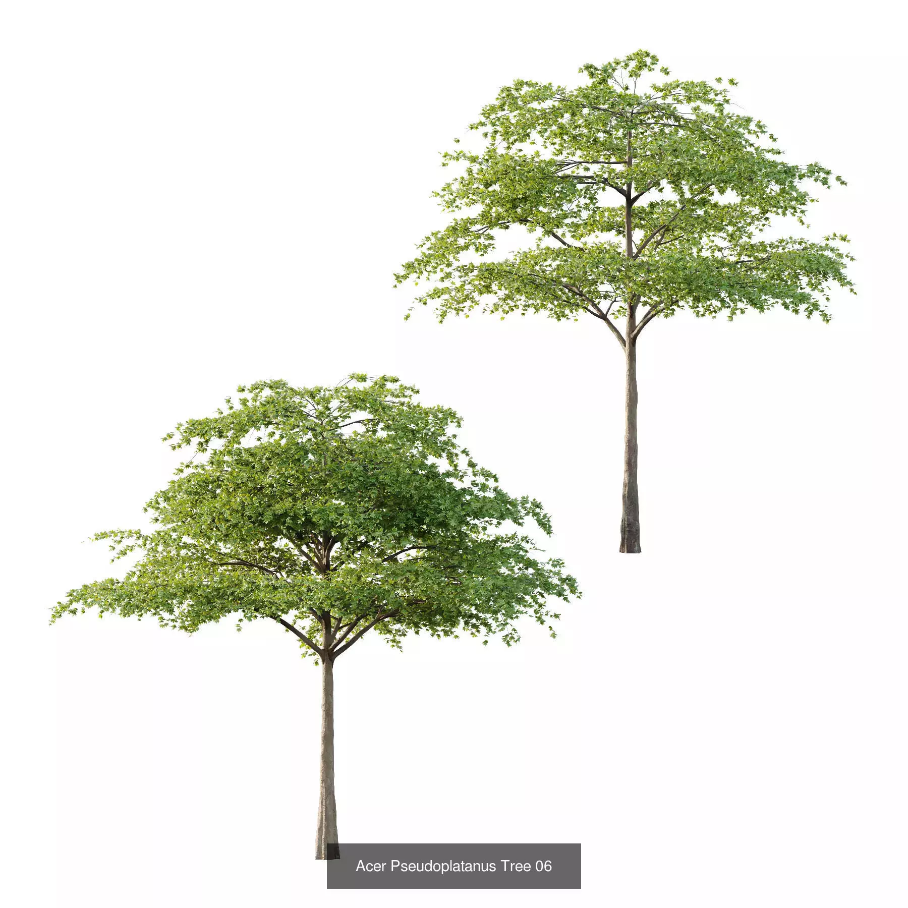 Excellent collection of Tree plants 11 Different Models 009 _2
