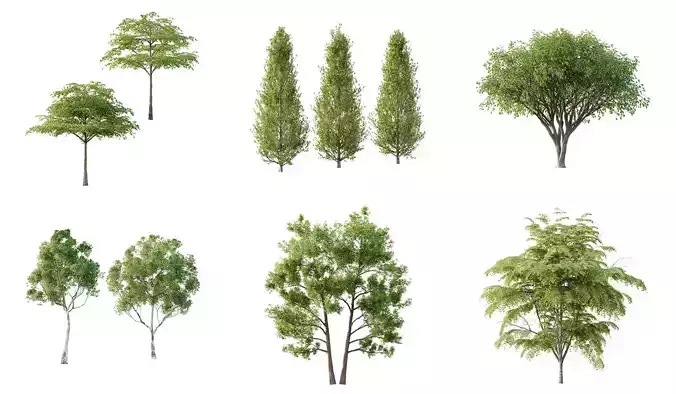 Excellent collection of Tree plants 11 Different Models 009  Excellent collection of Tree plants 11 Different Models 009