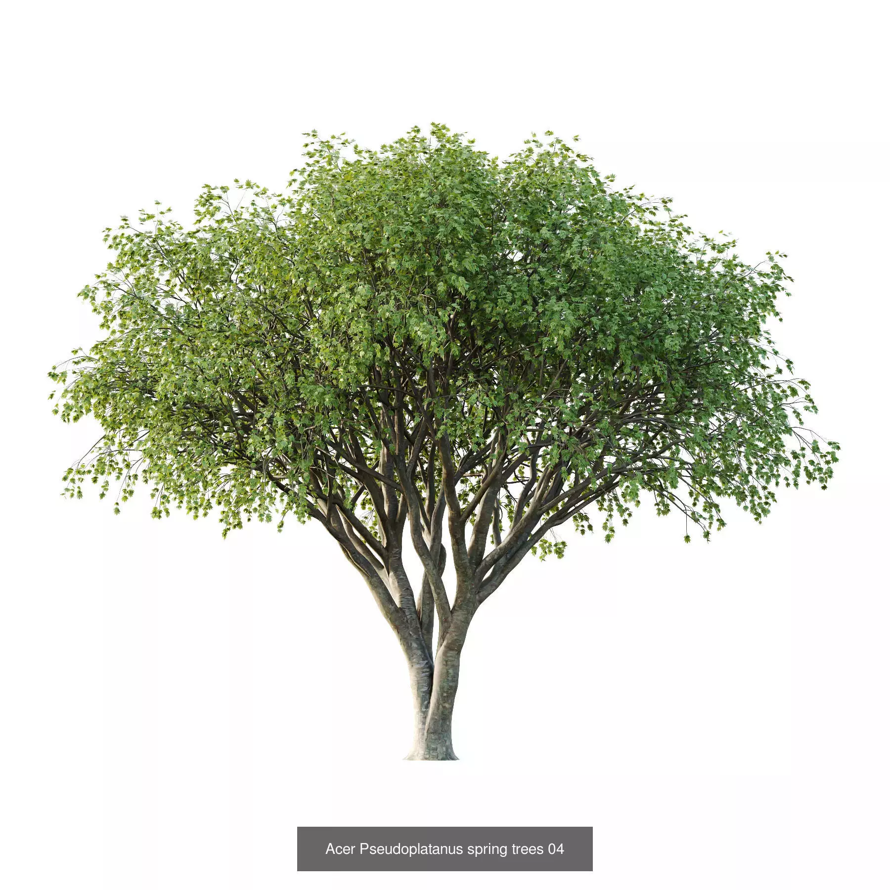 Excellent collection of Tree plants 11 Different Models 009 _3