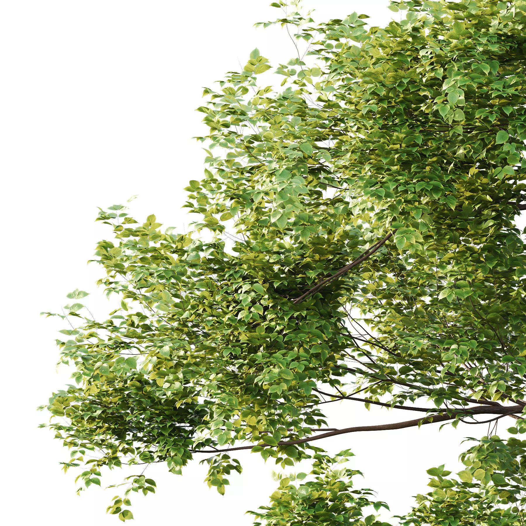 Excellent collection of Tree plants 11 Different Models 009 _12