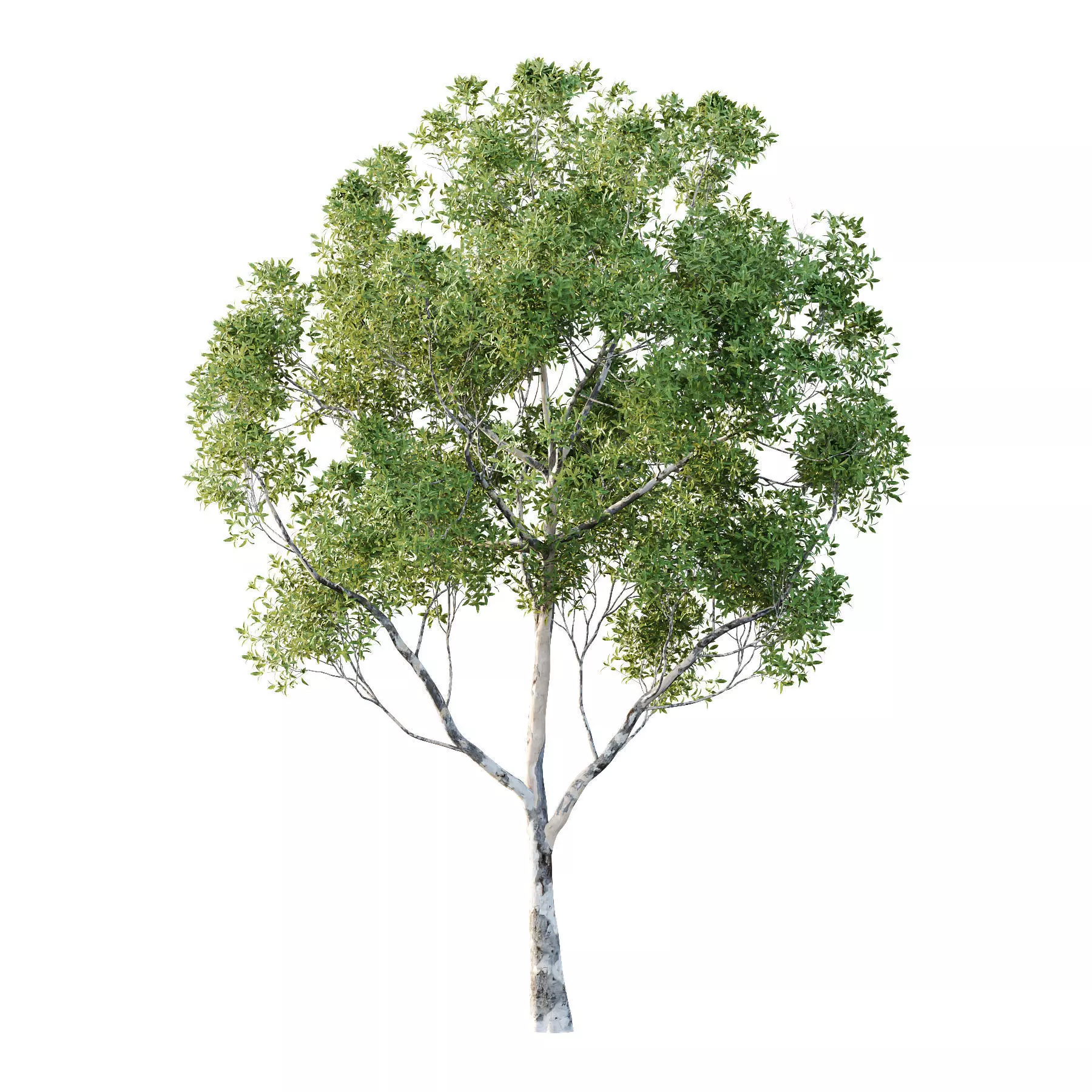 Excellent collection of Tree plants 11 Different Models 009 _15