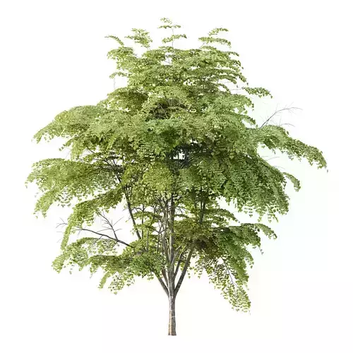 Excellent collection of Tree plants 11 Different Models 009 _8