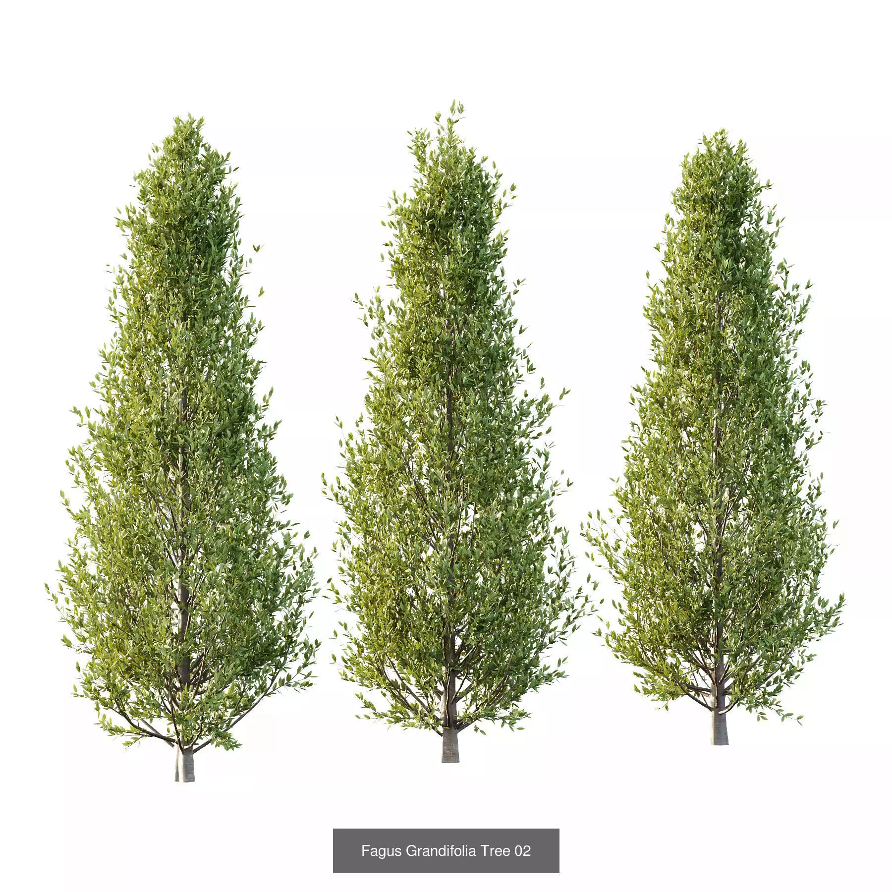 Excellent collection of Tree plants 11 Different Models 009 _4