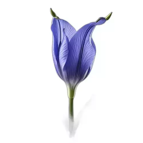 Elegant Blue Flower Blossom 3D Model