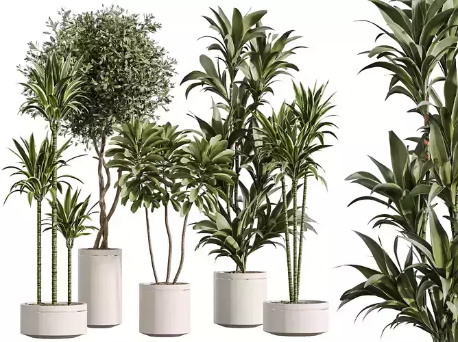 AV Indoor Plants Set 375 Warneckii Lemon Euphorbia Olive