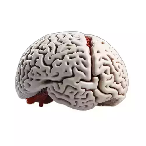 Detailed Human Brain Anatomy 3D Model