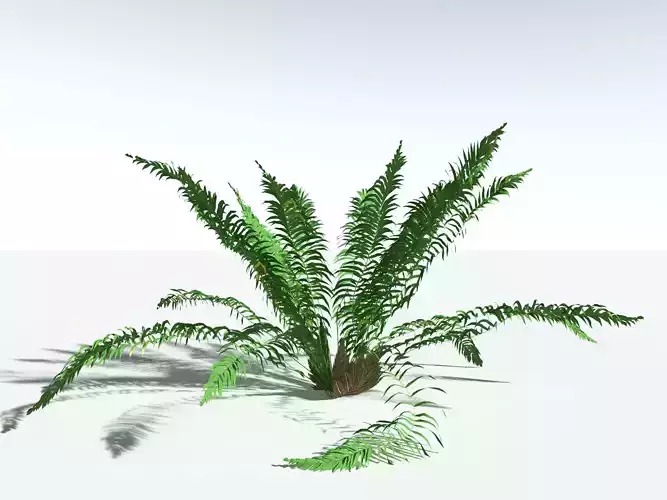 EVERYPlant Basket Fern LowPoly