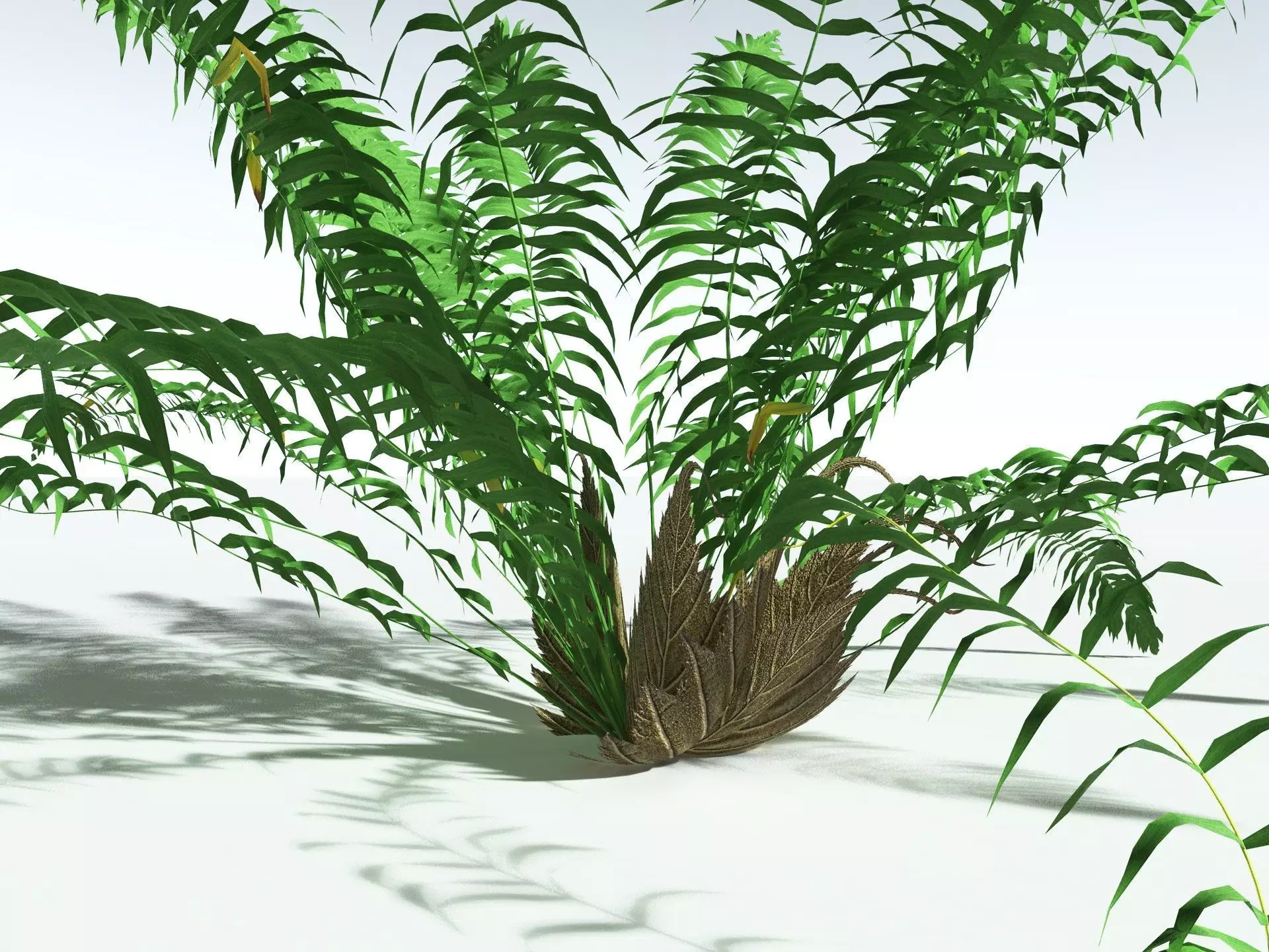 EVERYPlant Basket Fern LowPoly Low-poly 3D model_1