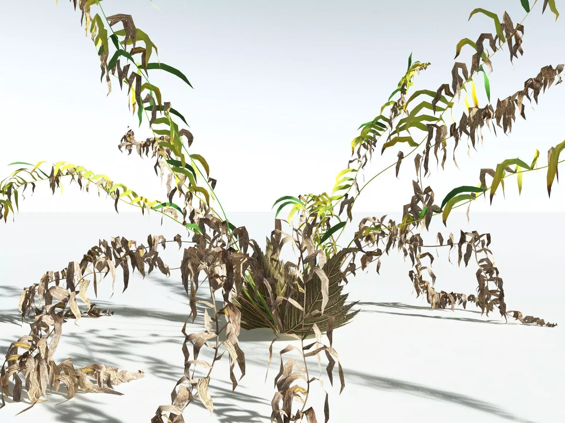 EVERYPlant Basket Fern LowPoly Low-poly 3D model_17