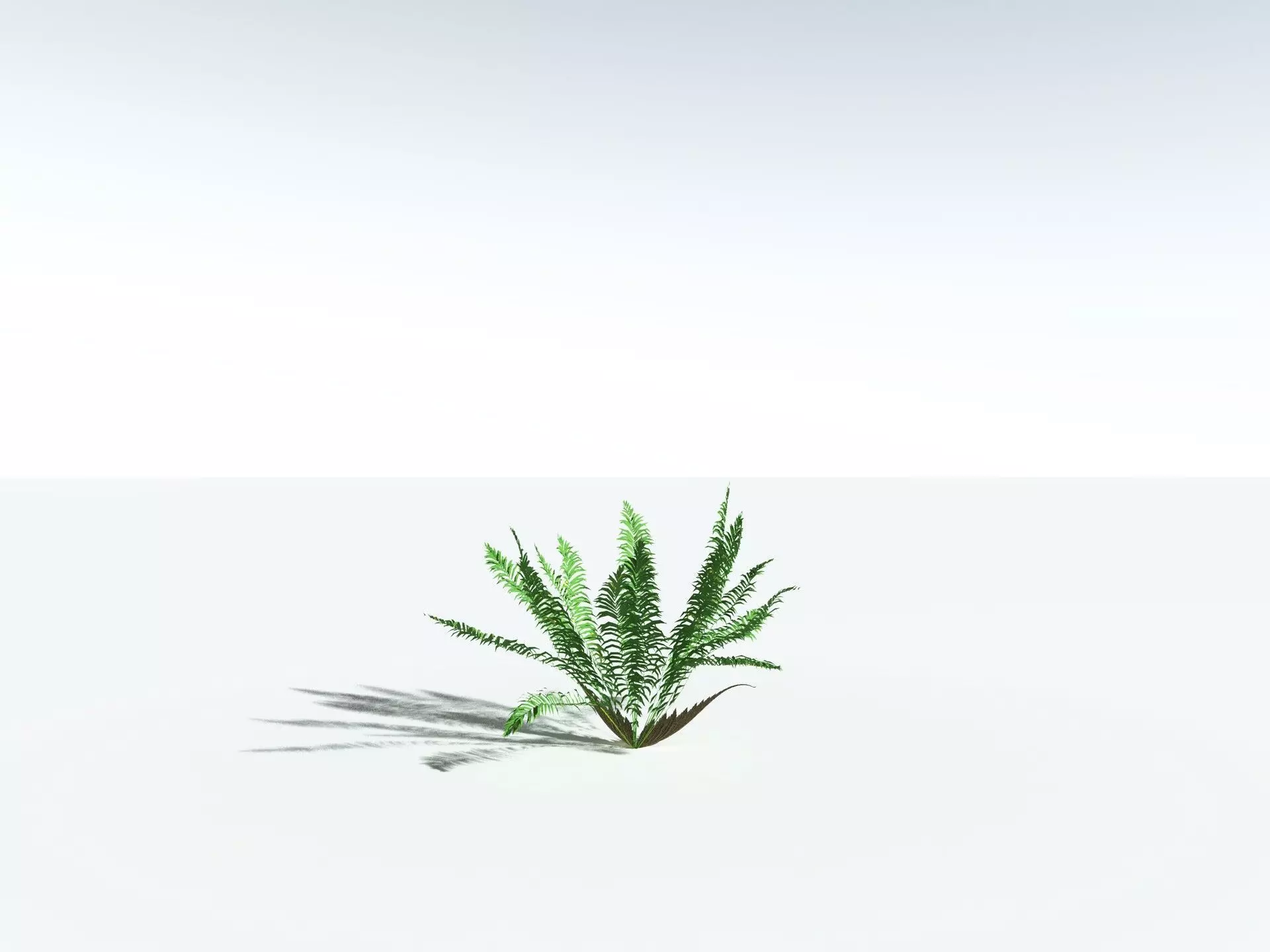 EVERYPlant Basket Fern LowPoly Low-poly 3D model_24