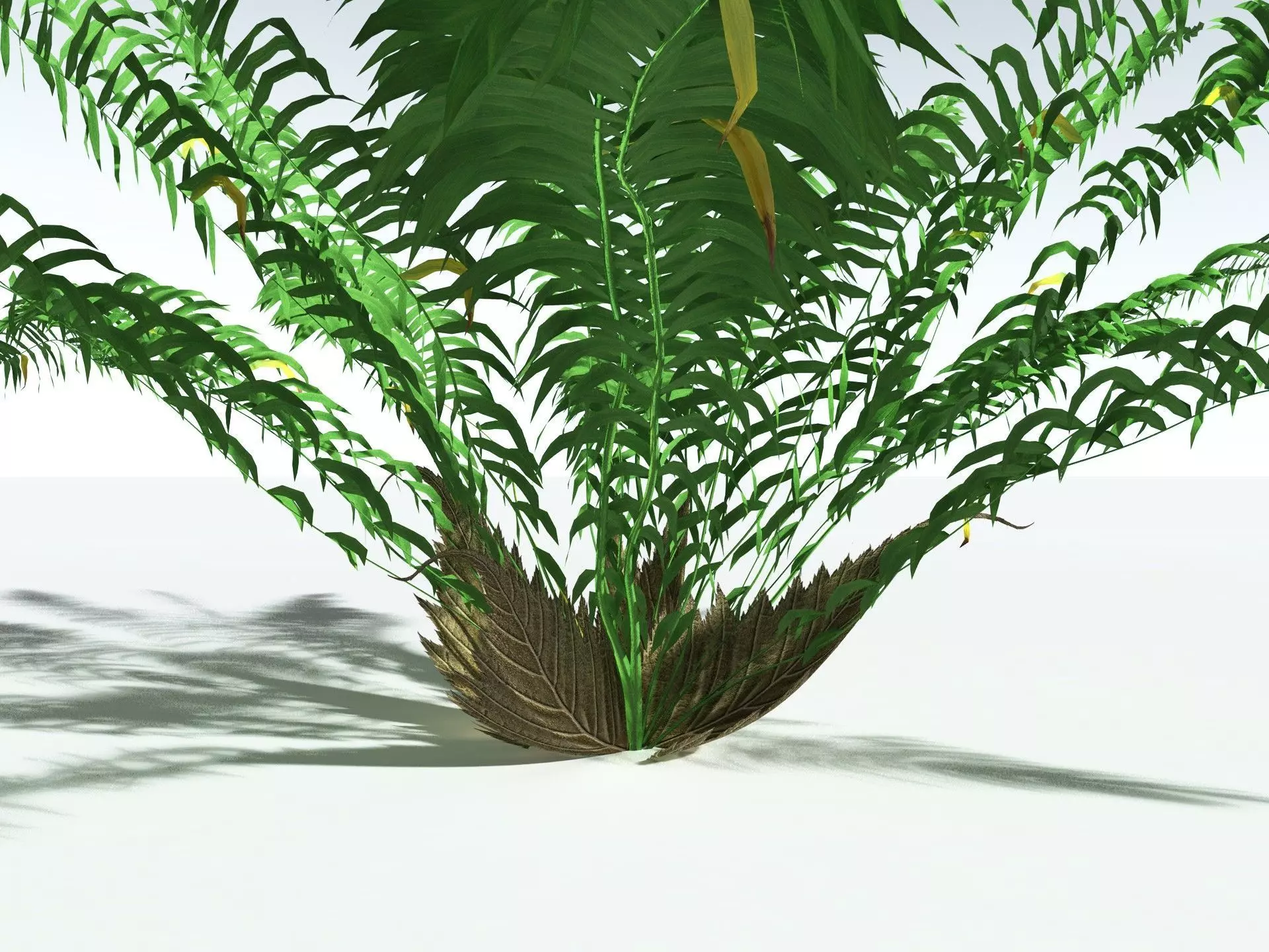 EVERYPlant Basket Fern LowPoly Low-poly 3D model_9