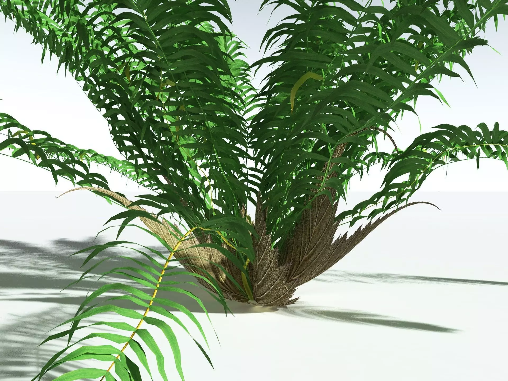 EVERYPlant Basket Fern LowPoly Low-poly 3D model_5
