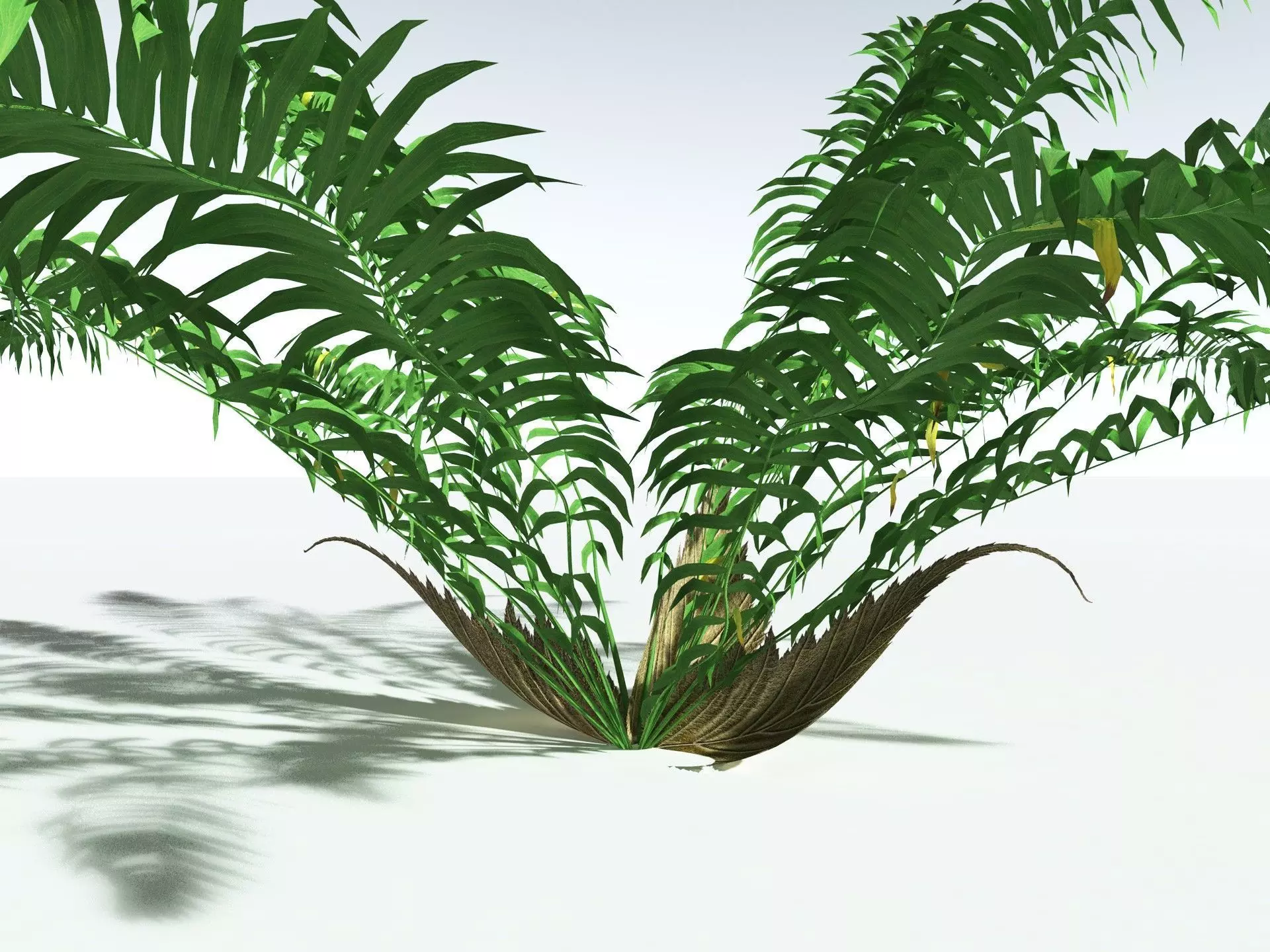 EVERYPlant Basket Fern LowPoly Low-poly 3D model_7