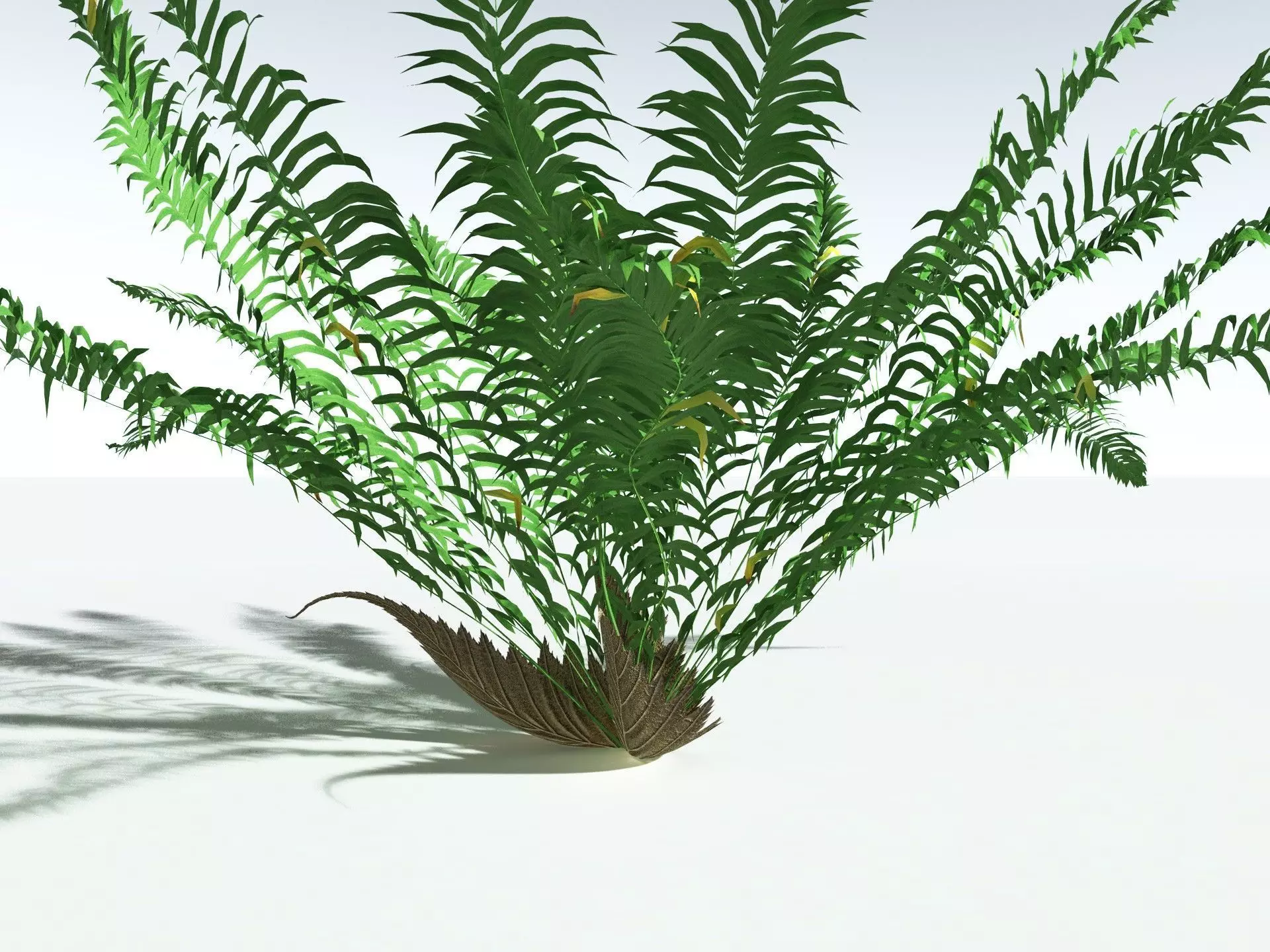 EVERYPlant Basket Fern LowPoly Low-poly 3D model_23