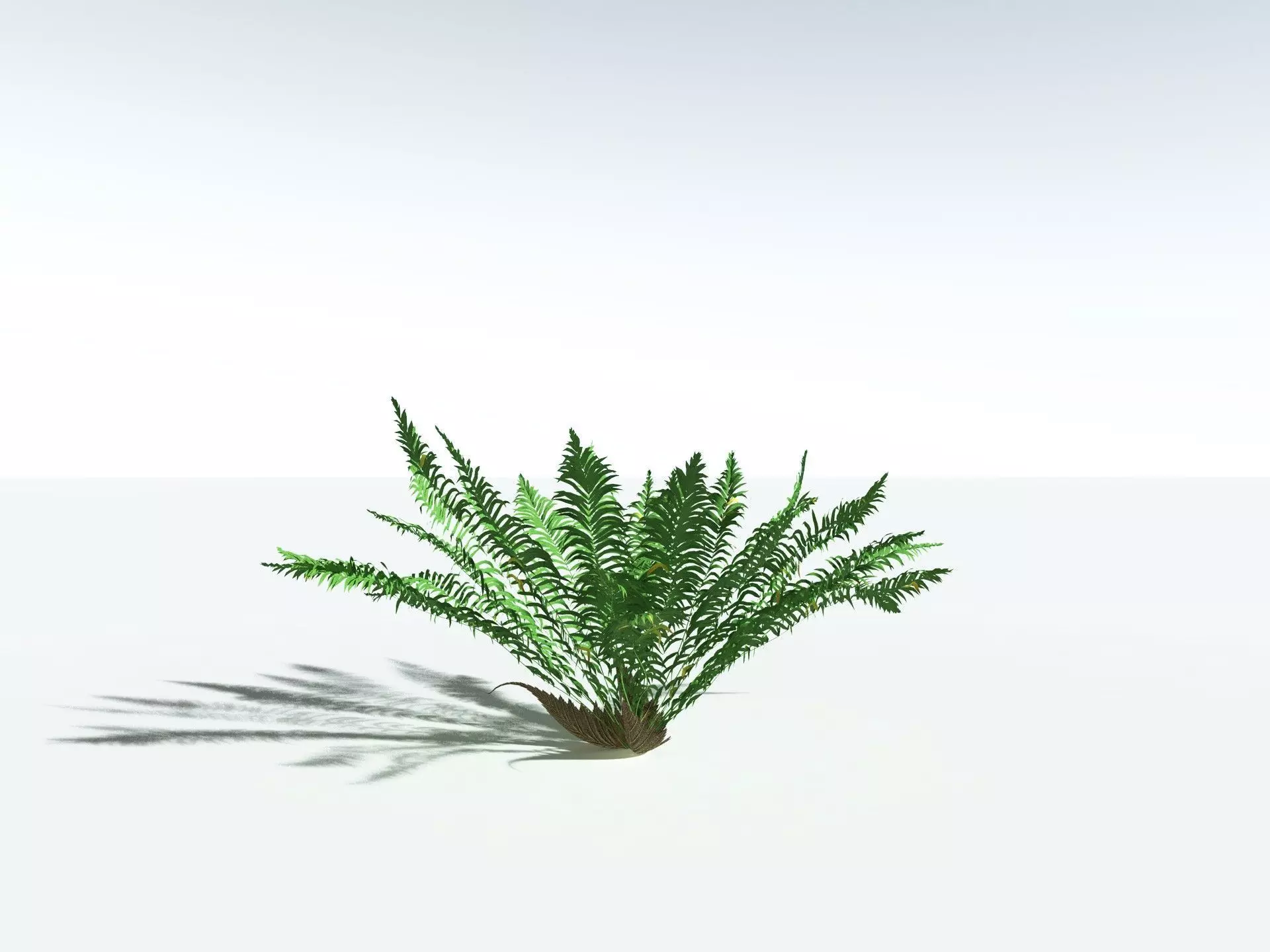 EVERYPlant Basket Fern LowPoly Low-poly 3D model_22